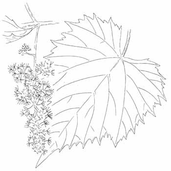 Frost Grape Drawing