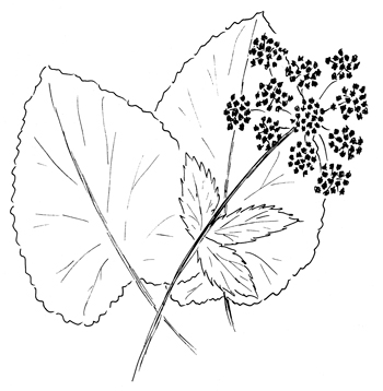 Heart-leaved Alexanders Drawing