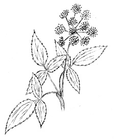 Golden Alexanders  Drawing