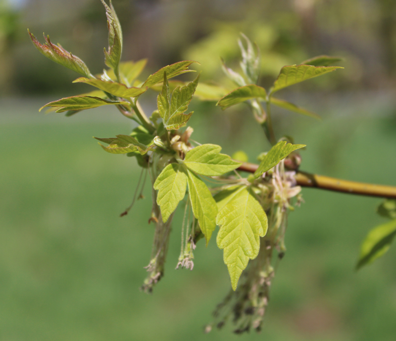 Boxelder Picture