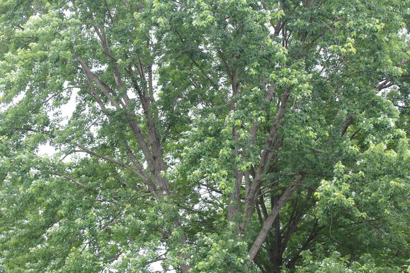 Silver maple Picture