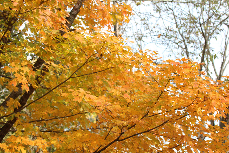 Acer saccharum, Sugar maple at Toadshade Wildflower Farm