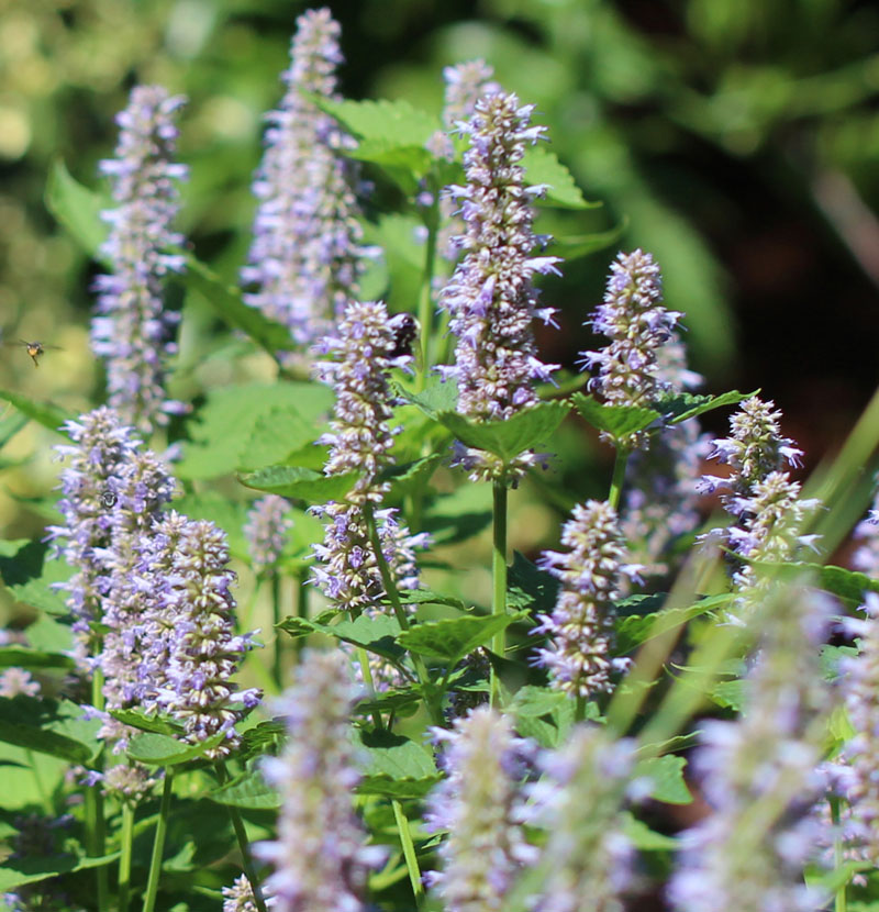 Blue Giant Hyssop Picture