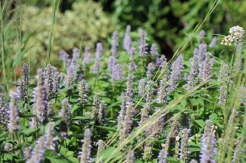 Blue Giant Hyssop Picture
