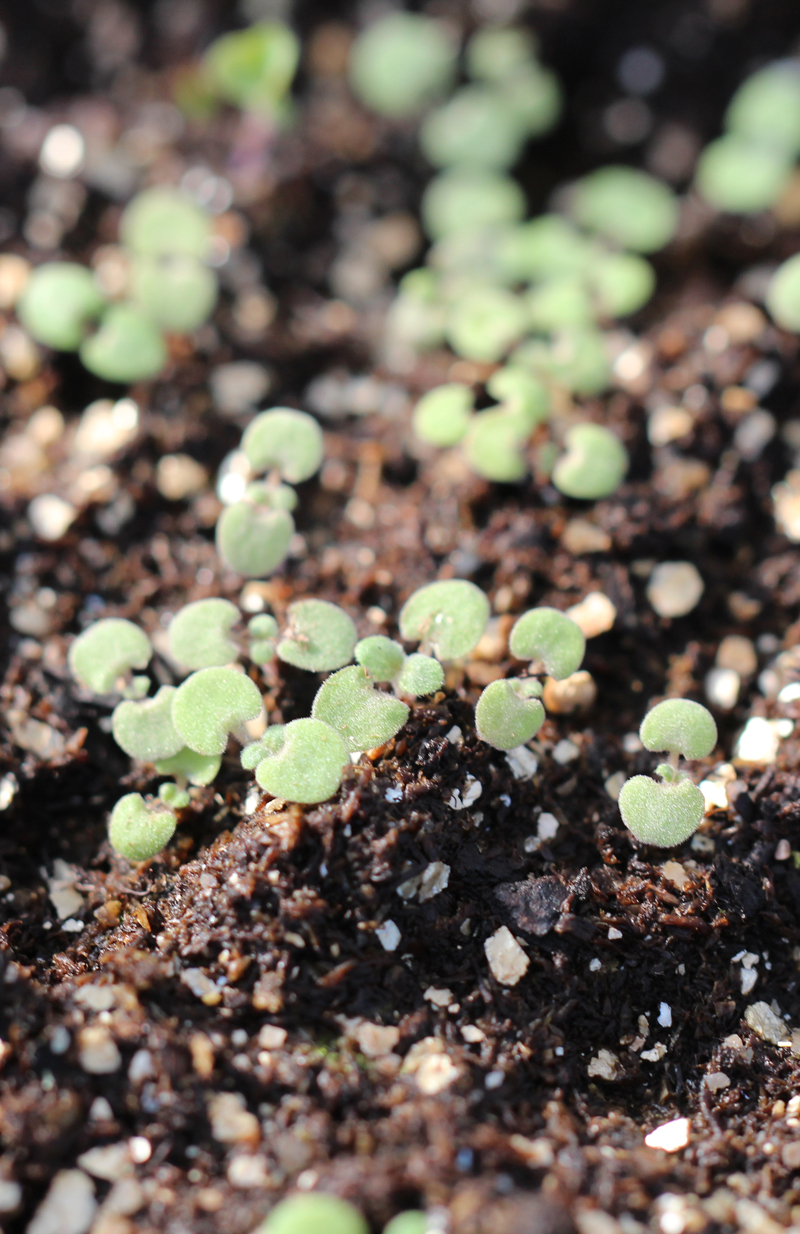 Blue Giant Hyssop Seedling Picture