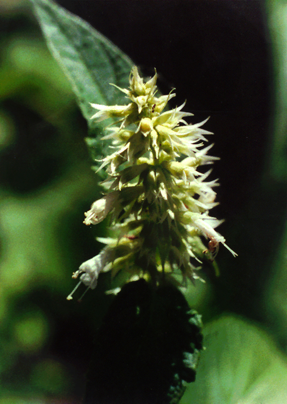 Purple Giant Hyssop (white form) Picture