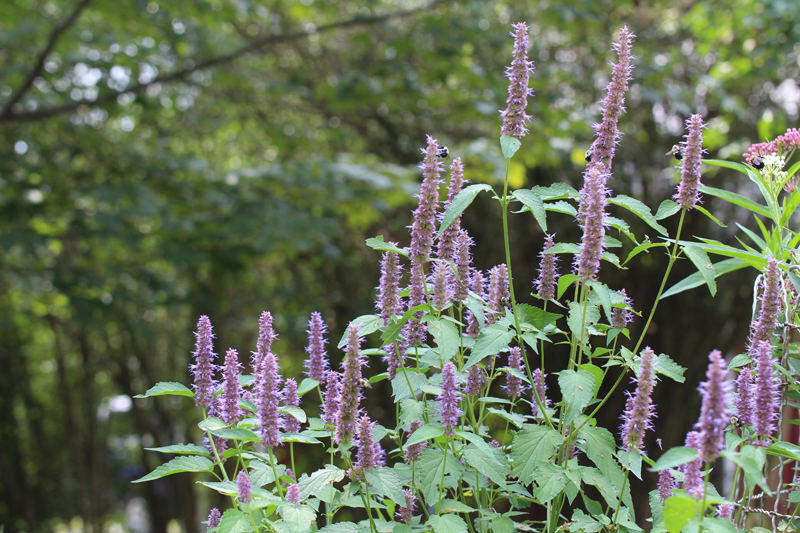 Purple Giant Hyssop Picture