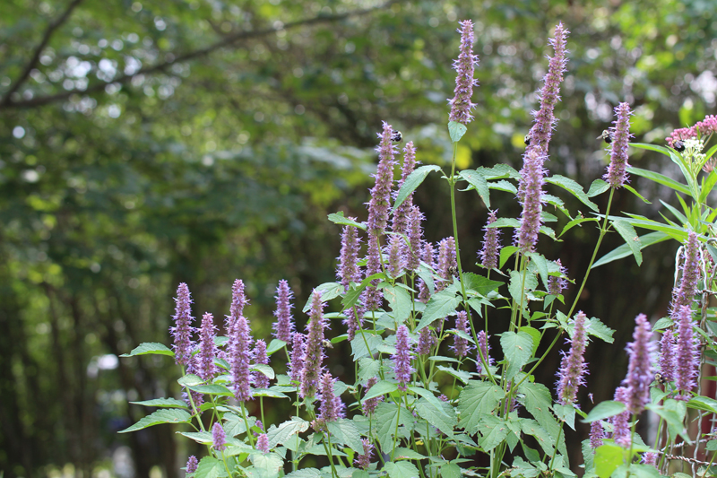 Agastache scrophulariifolia, Purple Giant Hyssop at Toadshade ...