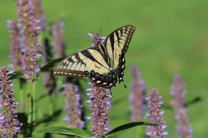  Purple Giant Hyssop Picture