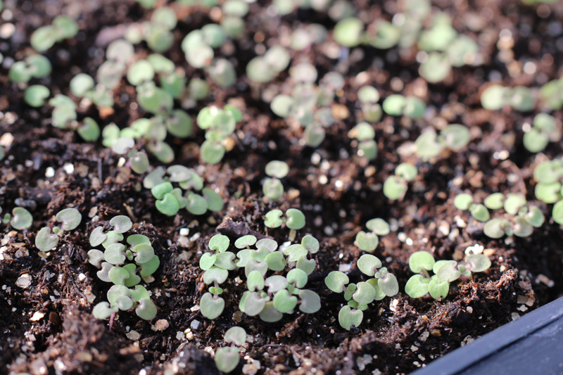 Purple Giant Hyssop Seedling Picture