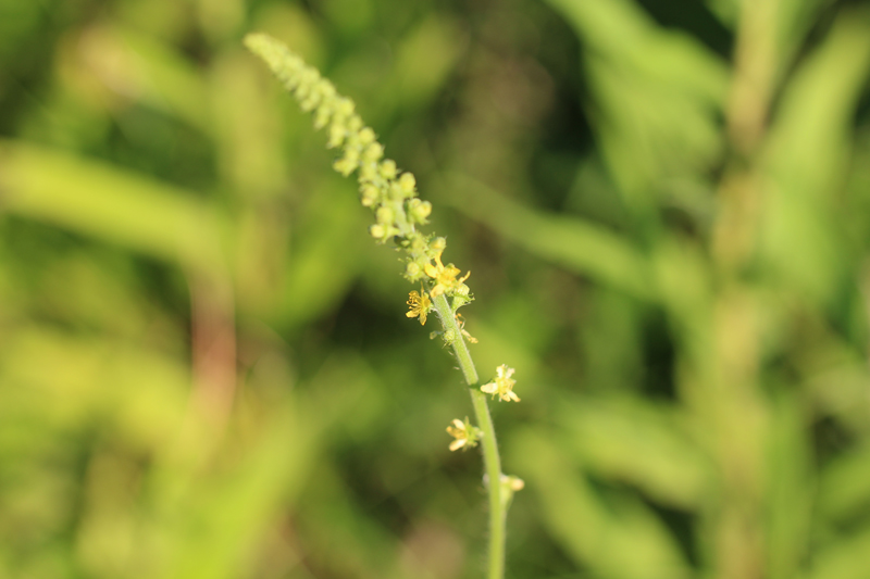 Many-flowered Agrimony Picture