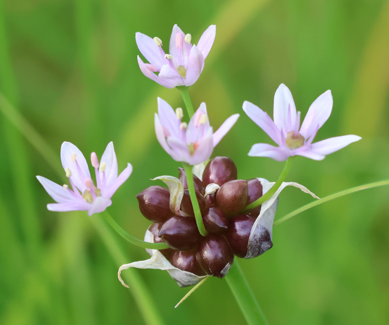 Meadow Garlic Picture