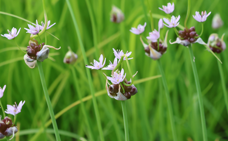 Meadow Garlic Picture