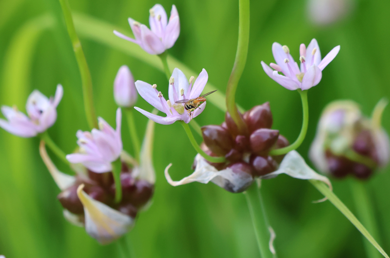 Meadow Garlic Picture