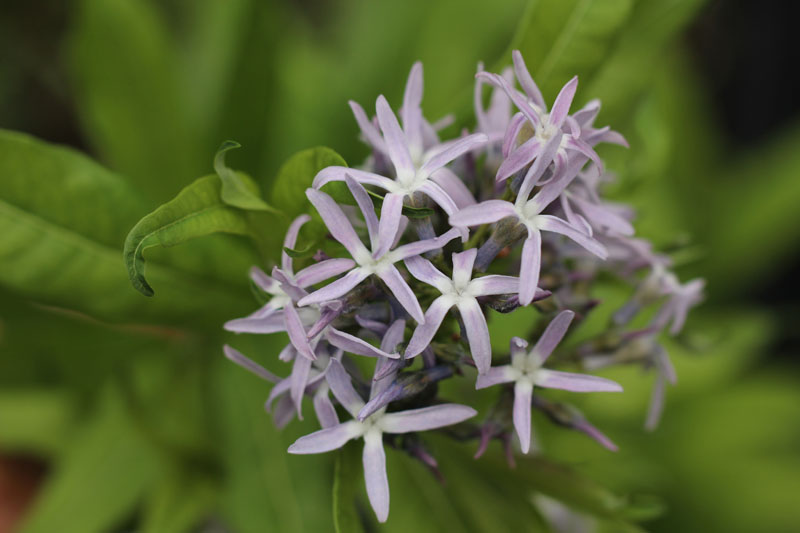 Eastern Bluestar Picture