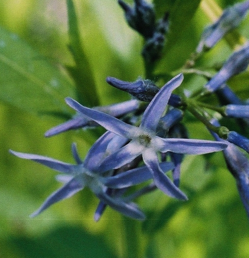 Eastern Bluestar Picture