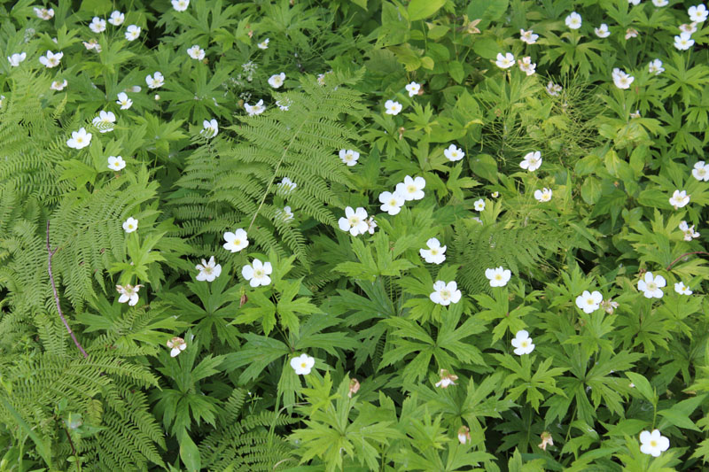 Canadian Anemone Picture