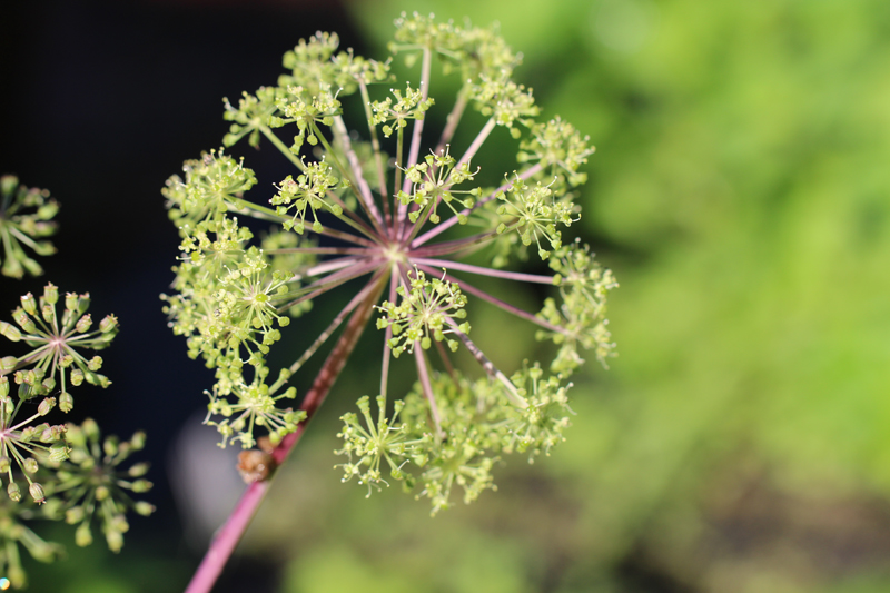 Purplestem Angelica Picture