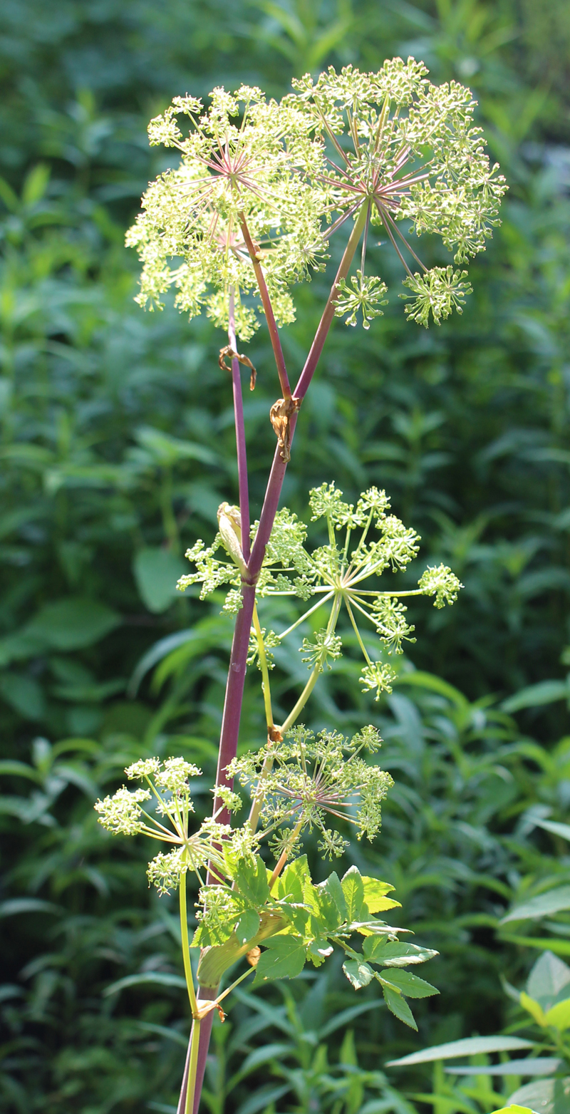 Purplestem Angelica Picture