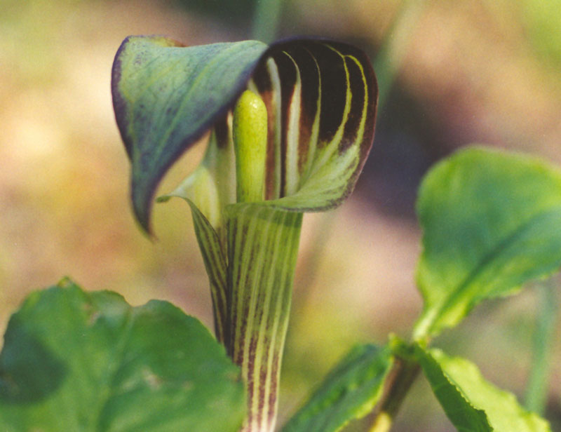 arisaema triphyllum jack in the pulpit