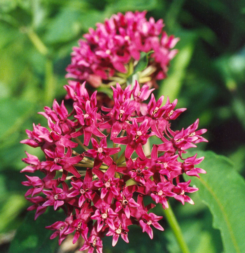 Asclepias purpurascens, Purple Milkweed at Toadshade Wildflower Farm