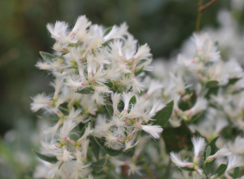 Sea Myrtle Picture