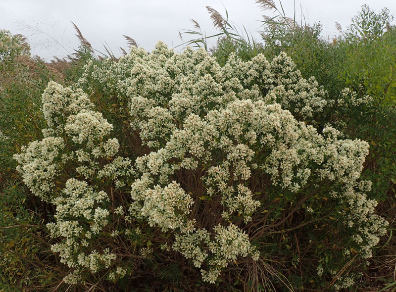 Sea Myrtle Picture