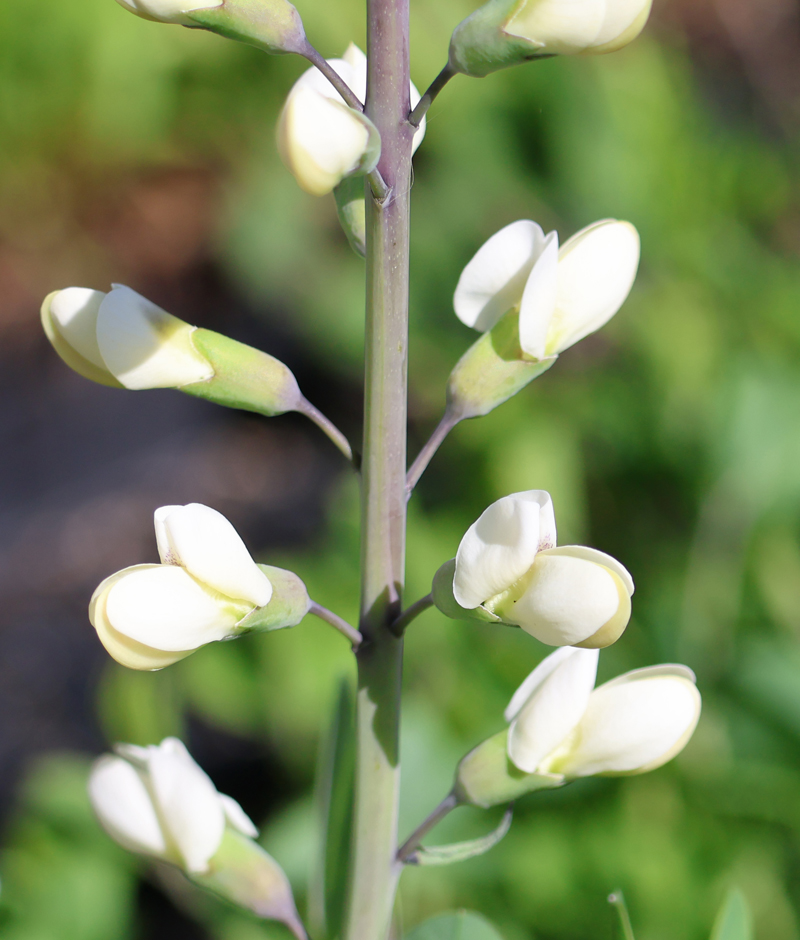 Largeleaf Wild Indigo Picture