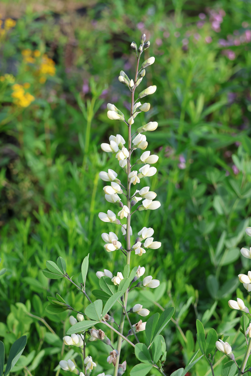 Largeleaf Wild Indigo Picture