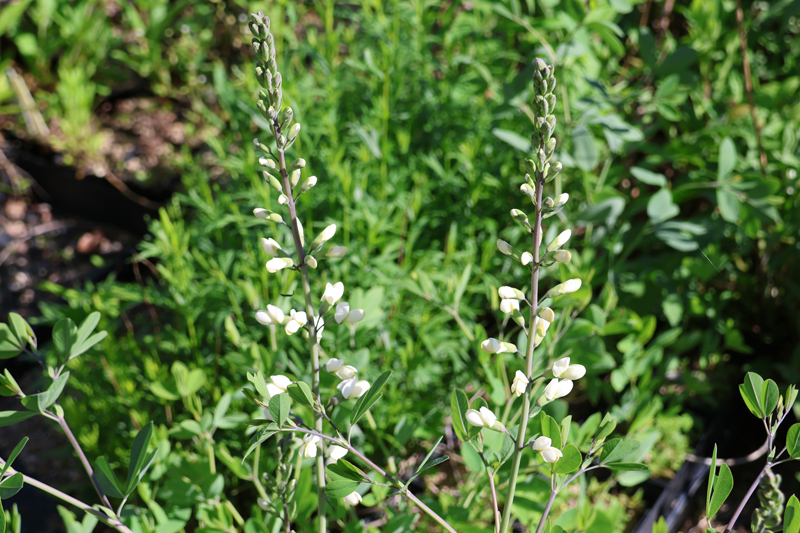 Largeleaf Wild Indigo Picture
