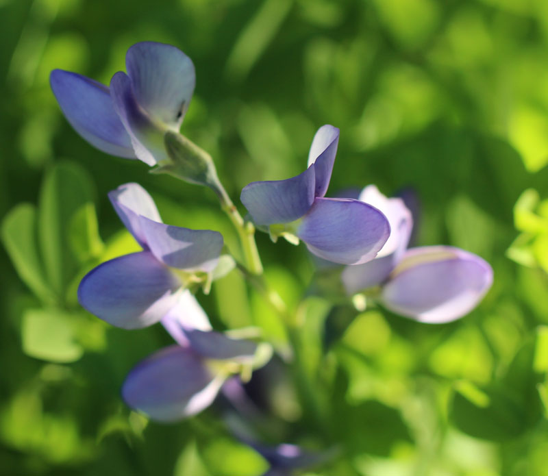 Dwarf Blue False Indigo Picture