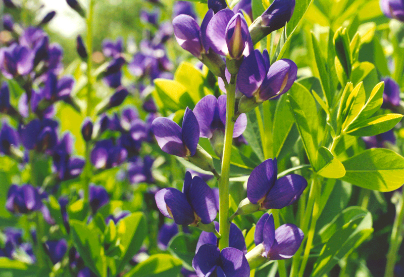 Baptisia australis var. australis, Blue False Indigo at Toadshade  Wildflower Farm