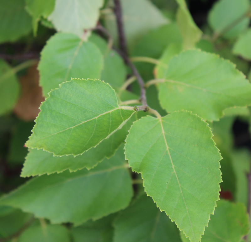 Paper Birch Picture