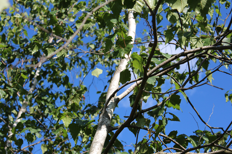 Gray Birch Picture