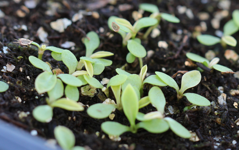 Winged False Aster Seedling Picture