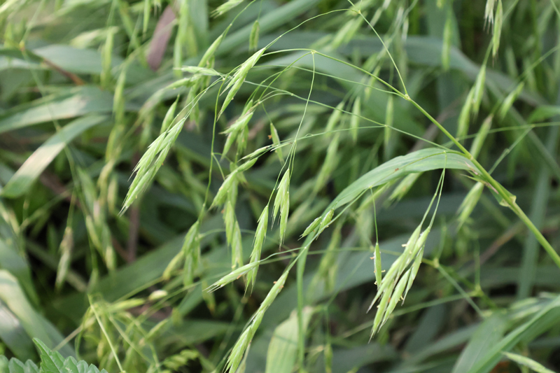 Fringed Brome  Picture