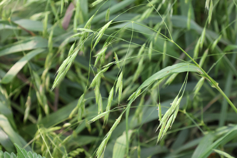 Bromus ciliatus Fringed Brome