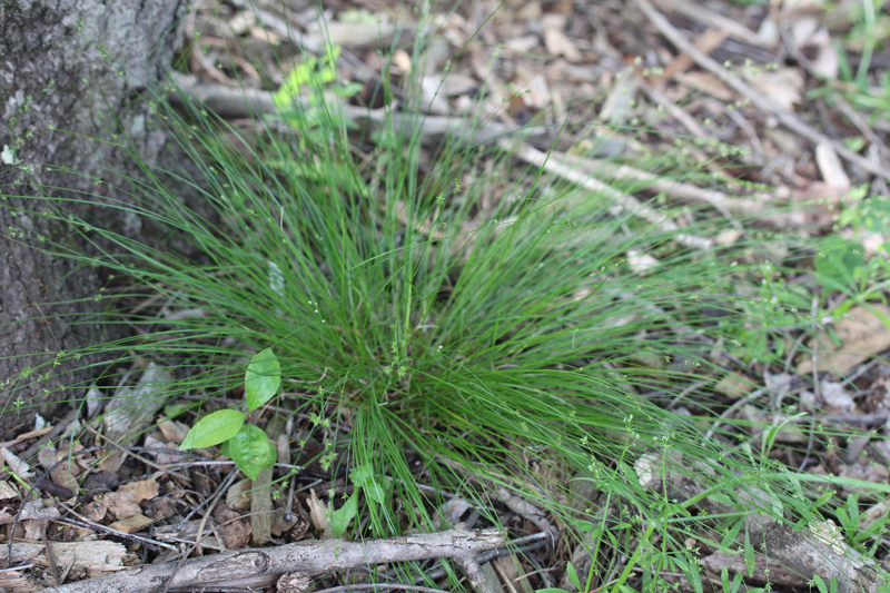 Appalachian Sedge Picture