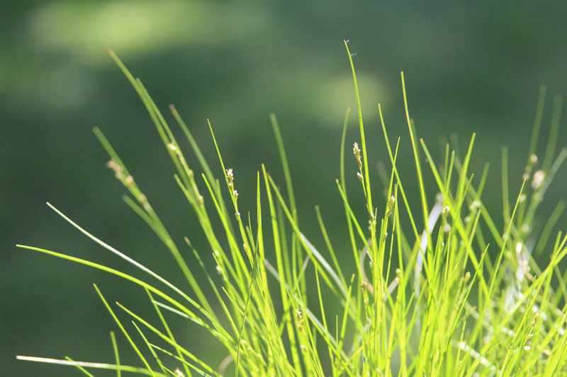 Appalachian Sedge Picture