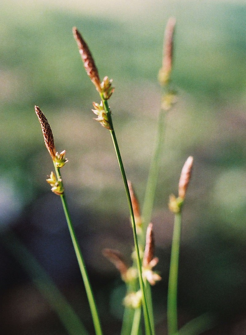 carex pensylvanica