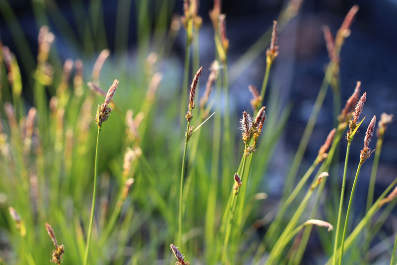 Pennsylvania Sedge Picture