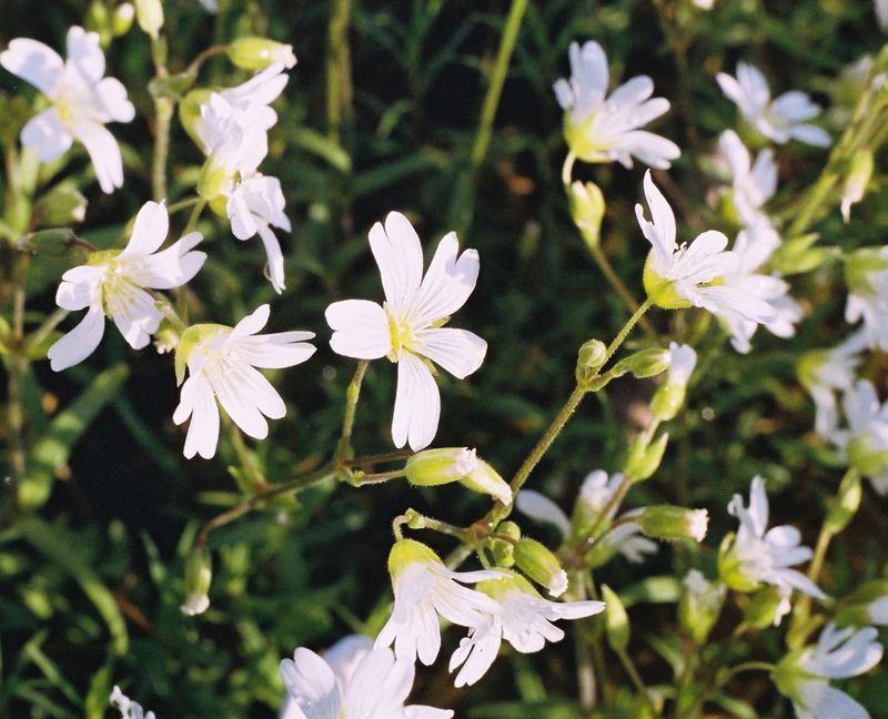 Cerastium arvense ssp. strictum, Starry Cerastium at