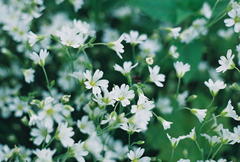 Starry Cerastium Picture