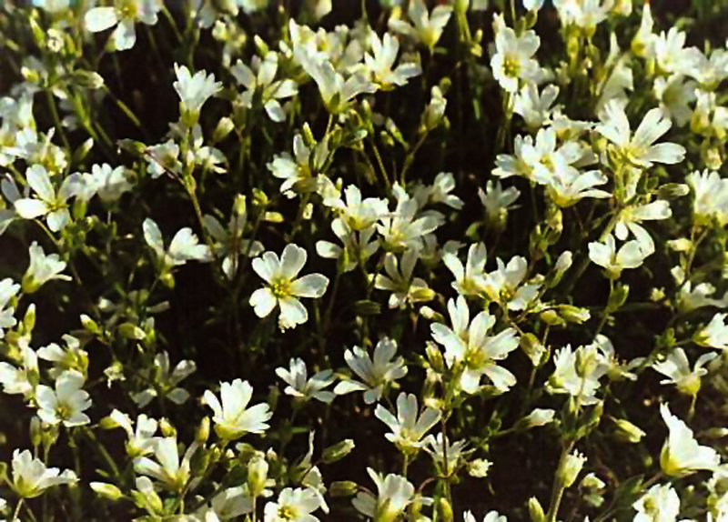 Starry Cerastium Picture