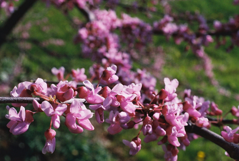 Eastern Redbud Picture