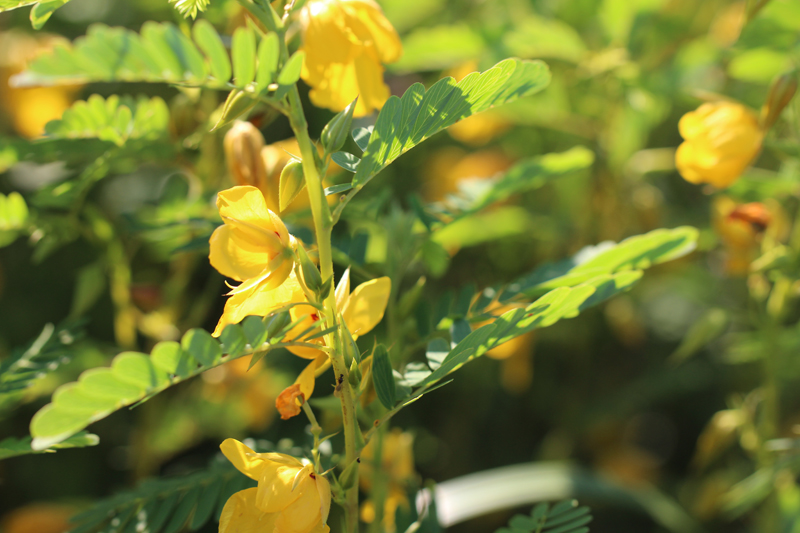 Partridge Pea Picture