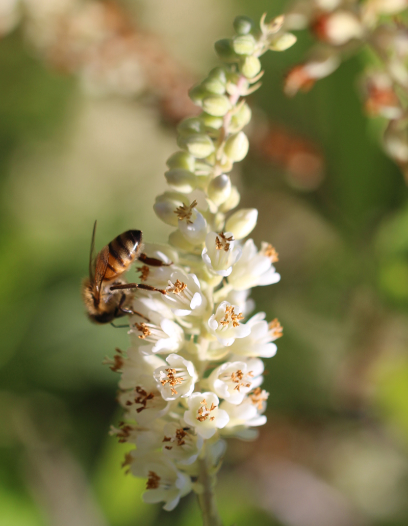 Coastal Sweet Pepperbush Picture