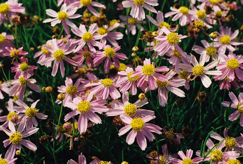 Rose Coreopsis Picture