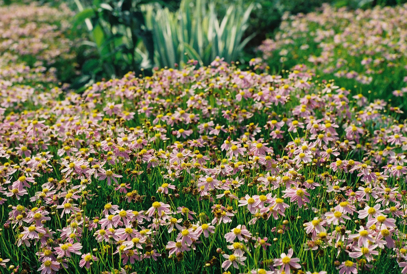 Rose Coreopsis Picture