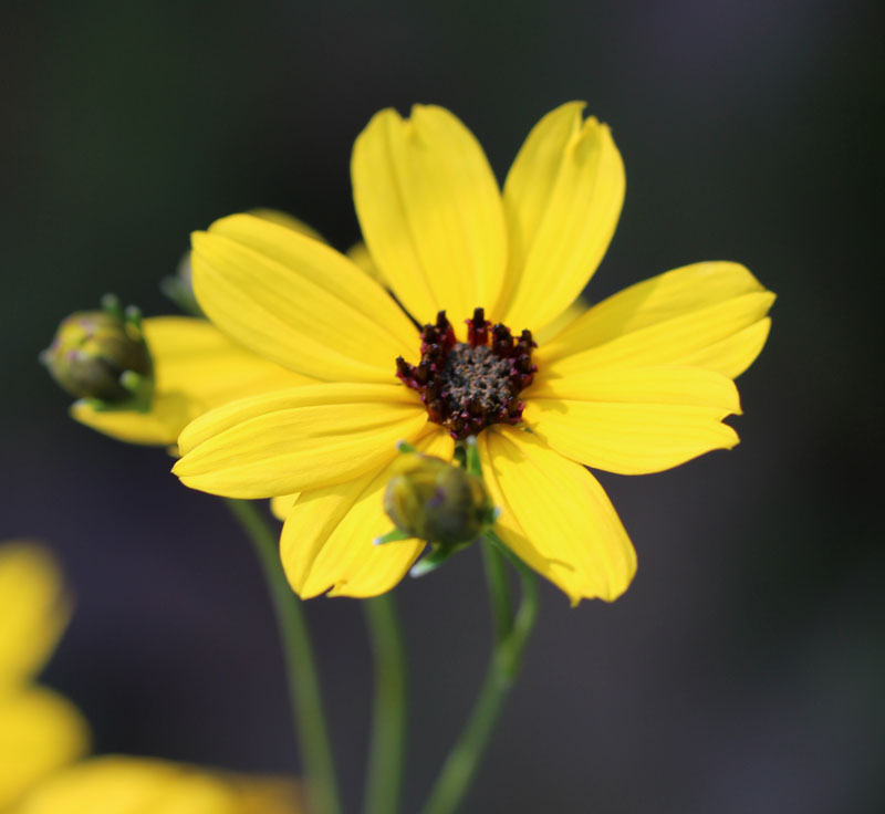 Tall Coreopsis Picture